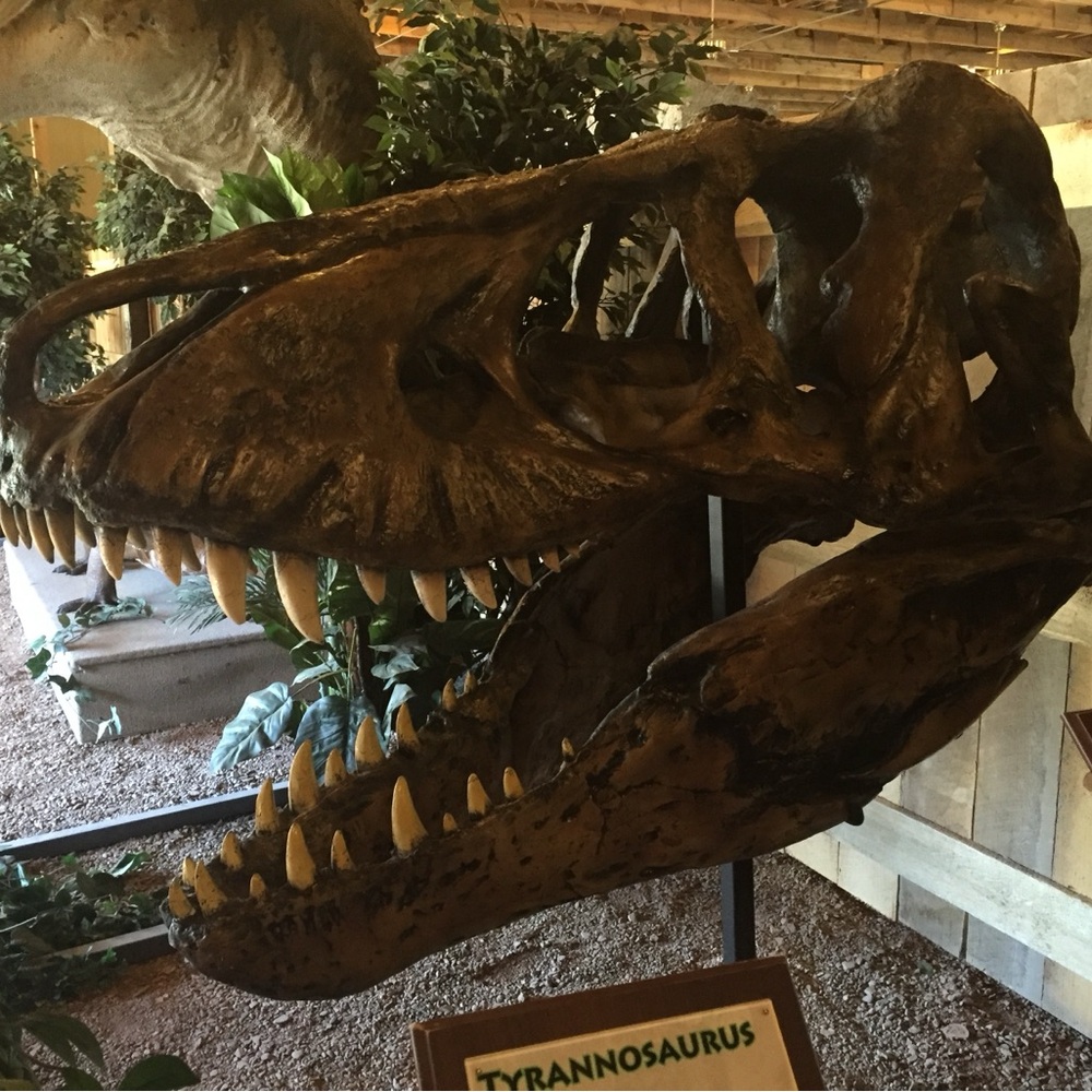 Brown Reptile Habitat Accessory Skull